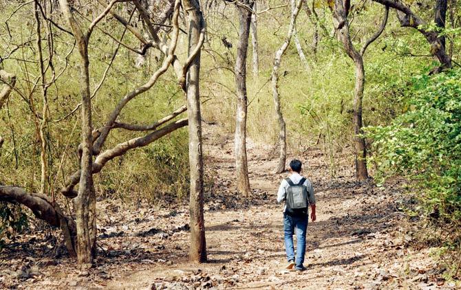 The portion that the TMC wants falls in the core forest area. File pic