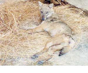 Navi Mumbai: Golden jackal severely injured after being hit by vehicle