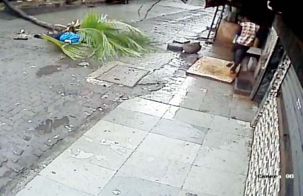 A CCTV grab shows the collapsed coconut tree that fell on Kanchan Nath while she was on her way home