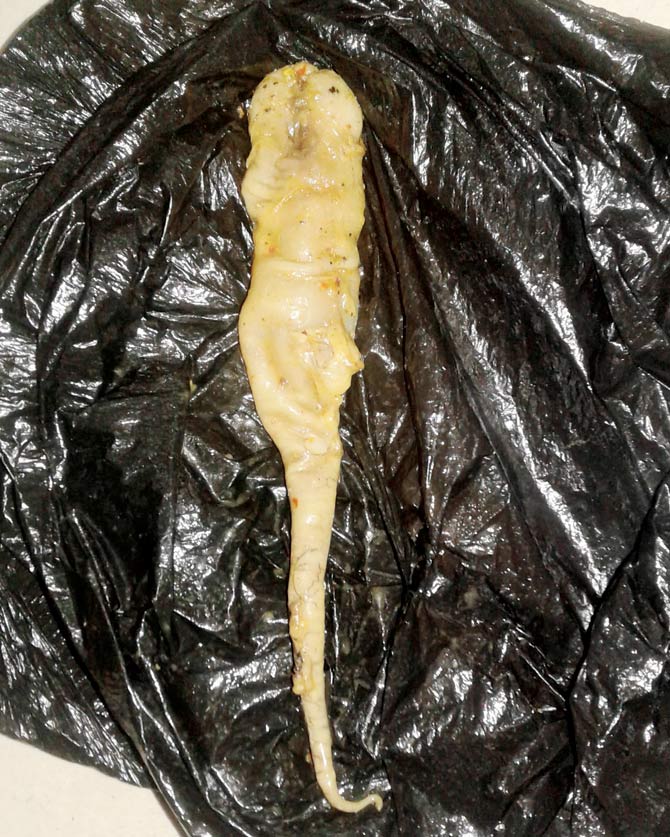 The lizard found in the fish curry