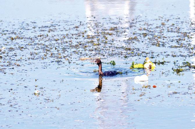 The lake is littered with everything from religious waste to beer bottles