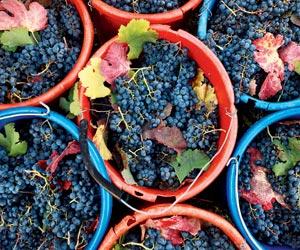 On International Merlot Day, know all about the wine variant