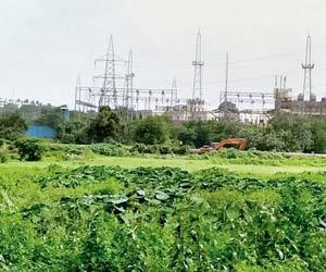 Mumbai: Over a lakh sign online petition to save Aarey Milk Colony