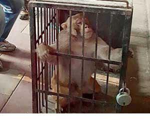Mumbai: Monkey, who was terrorising people at Lower Parel station, tranquillised