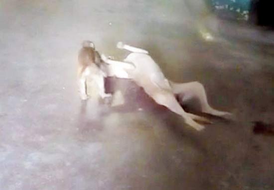 It was quite an unshakeable bond between a stray and a monkey at Thakurli station