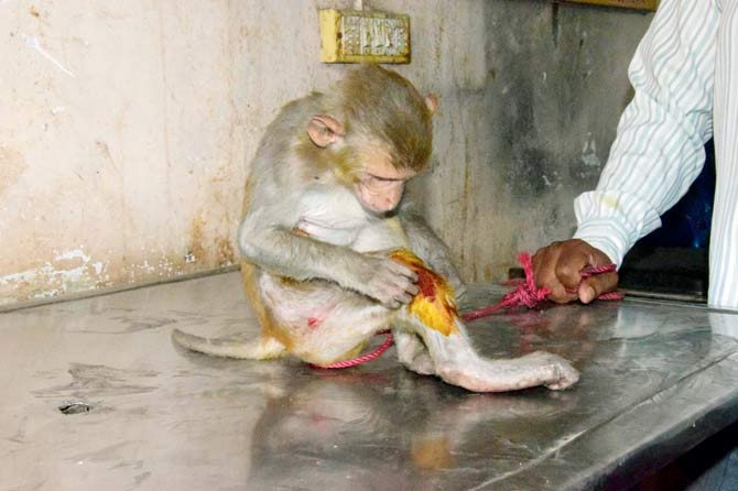 The monkey sustained injuries yesterday while trying to escape forest department officials