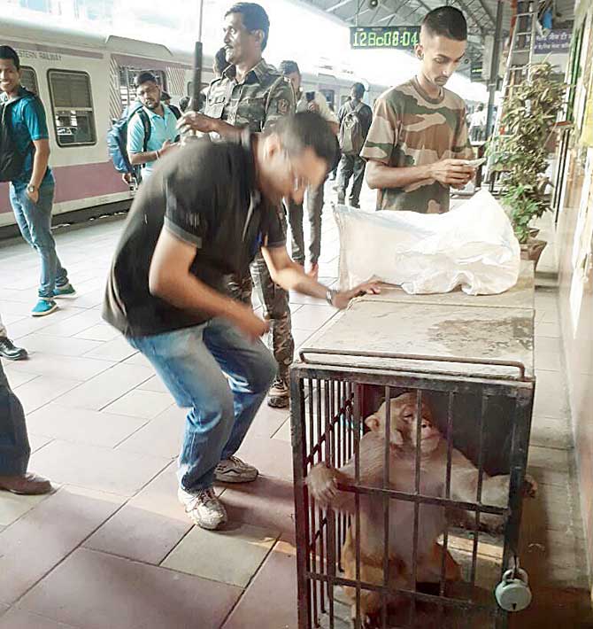 The reportedly aggressive monkey had to be sedated before rescue