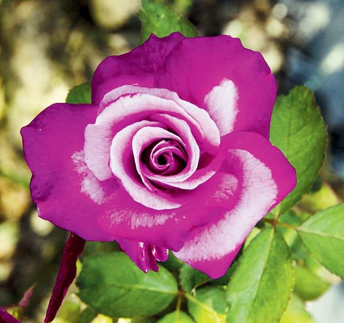The Double Delight rose is known to have the most attractive colour combination 