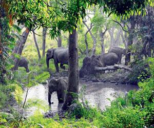 Villagers oppose elephant rejuvenation camp