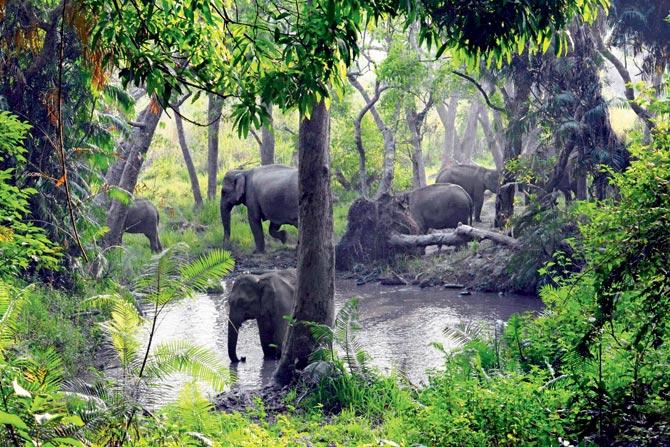 Syed Ali Husain captures the elephants at Jim CorbettâÂu00c2u0080Âu00c2u0088National Park in Uttarakhand