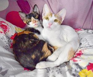 You can adopt these two cute cats among other pets at Adoptathon