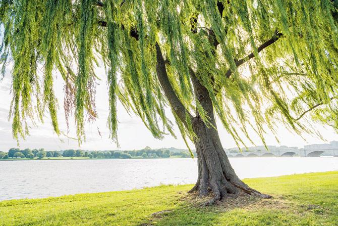 The willow tree has varied cultural connotations across the world