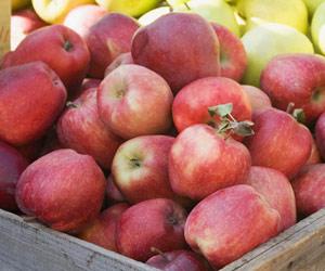 Soon, better performing disease-resistant apple sales will overtake conventional