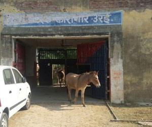 Police arrest donkeys for eating 'expensive plants'
