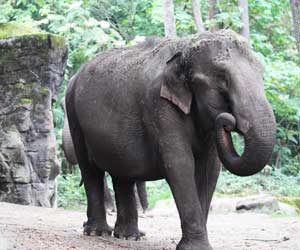 Elephant kills mahout in Tripura zoo