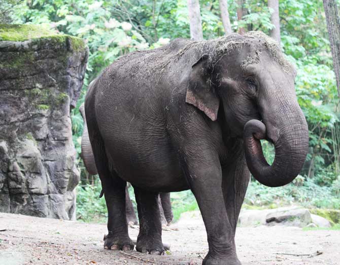 Elephant kills mahout in Tripura zoo
