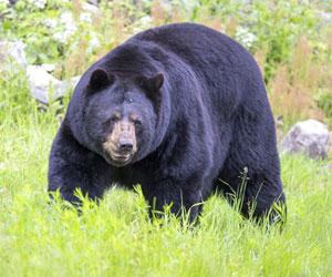 Black bears come back from certain extinction in US' Nevada