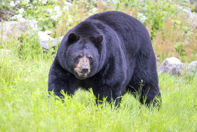 Black bears come back from certain extinction in US