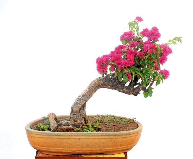 Get a bonsai home