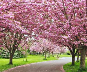 Shillong hosts India's first Cherry Blossom festival! 