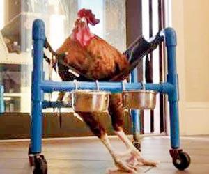 Watch video: Chicken learns to walk again with wheelchair