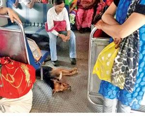 Animal adoptions in Mumbai show three-fold rise in last three years