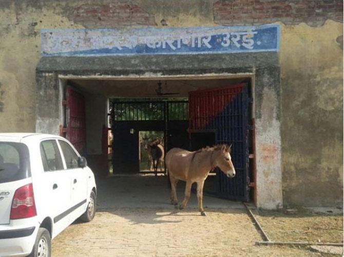Up police officers arrest donkey