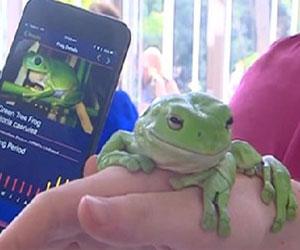 New app will identify Australia's endangered frogs