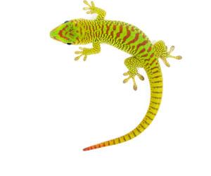 How cells that allow geckos to regrow their tails may help treat spinal injuries