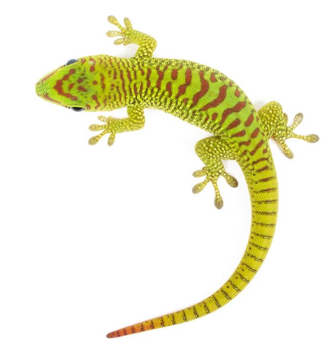 A gecko. Picture for representational purposes