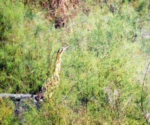 The Great Bittern reveals itself to Mumbai after 79 years