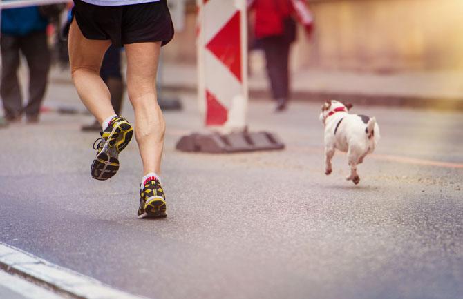 Run along with your dog at Celebration Run at BKC