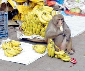 Mumbai: Thieving monkey spreads panic at Lower Parel