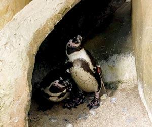 Mumbai: 4 Humboldt penguins find 'love nest' at Byculla