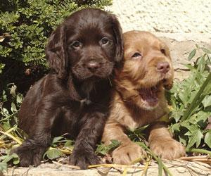 UK mulls pet shop puppy sale ban