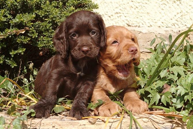 Dogs are colour blind finds study