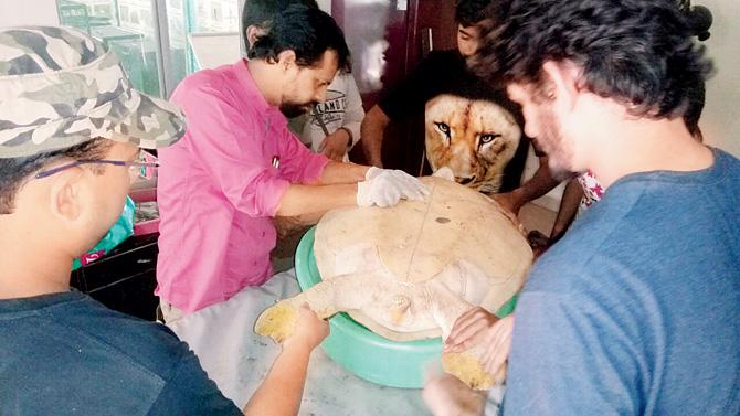 The turtle being treated at Dahanu