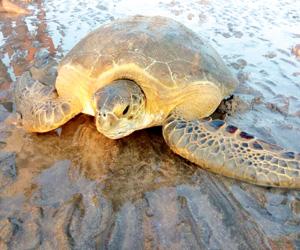 Endangered green sea turtle rescued in Palghar