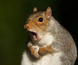 Squirrels inspire new stroke treatments