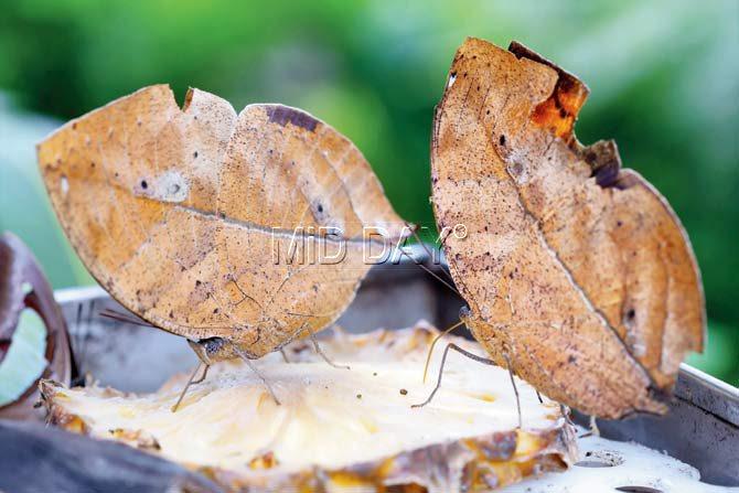 Blue oak leaf butterflies