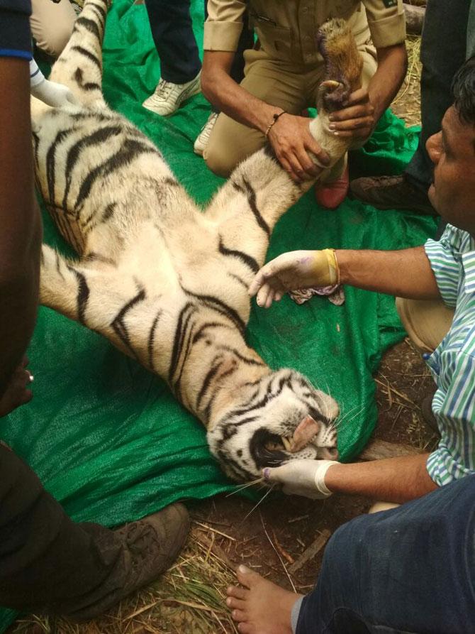 Tigress dies after getting electrocuted