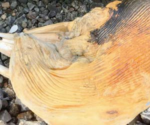 Mumbai: Dead Bryde's whale found near Colaba