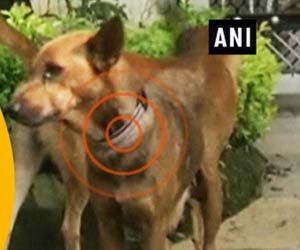 Humanity still prevails! Siliguri residents tie neon collars on stray dogs to prevent accidents