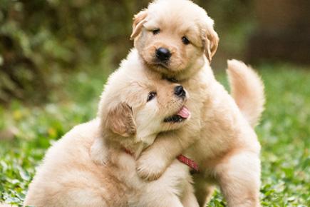 Looking for love? Here are most affectionate dog breeds!