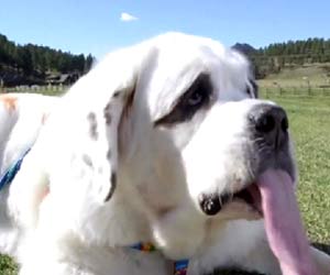 Dog with longest tongue earns a Guinness World Record
