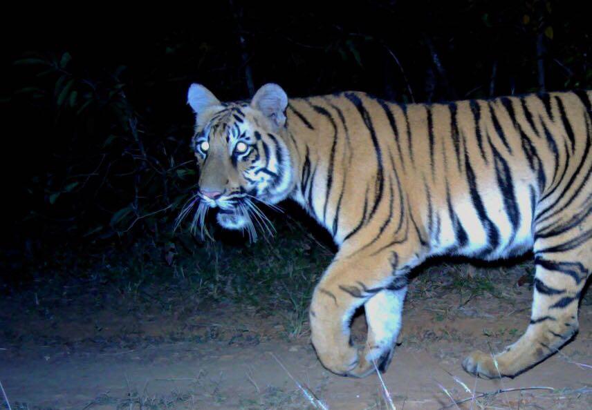 Tigress freed at Bhor Tiger Reserve dies after being electrocuted