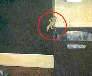 Lizard found in Juhu 5-star room brutally killed by staff, guests traumatised