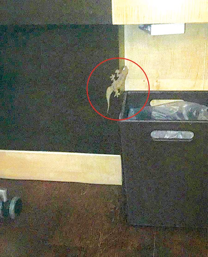 The lizard that was found in an ocean-view suite at JW Marriott in Juhu
