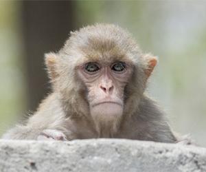 Monkey takes shelter in Rashtrapati Bhavan, shocks presidential staff