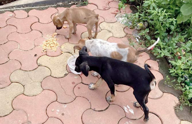 One of the puppies was found dead after the society members allegedly dumped them